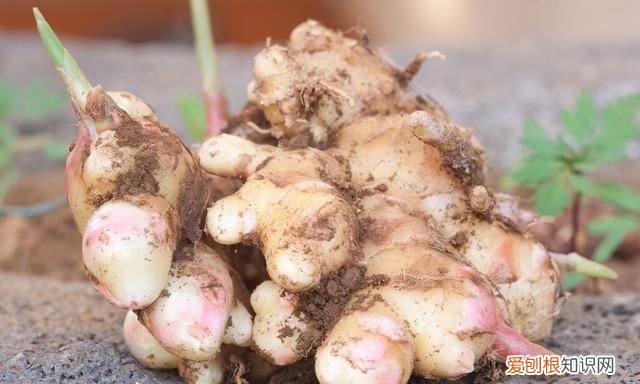 这六种食物发芽之后营养价值更高