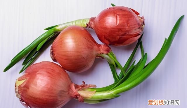 这六种食物发芽之后营养价值更高
