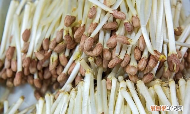 这六种食物发芽之后营养价值更高