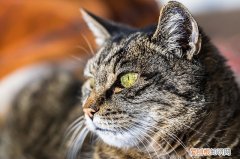 猫咪做体检一般做哪些，猫需要做什么体检