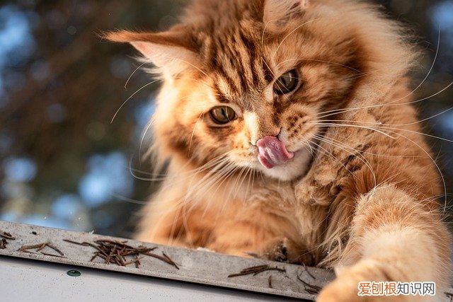 怎样才能根治猫身上的猫癣 ,猫身上癣怎么治