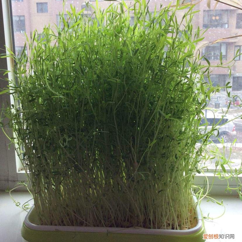 为什么阳台种的菜又细又长,阳台种菜有技巧,整天瞎操作,怪不得口感差还长的慢
