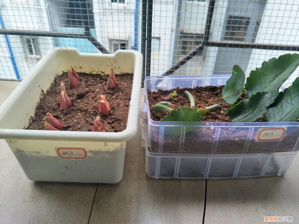 为什么阳台种的菜又细又长,阳台种菜有技巧,整天瞎操作,怪不得口感差还长的慢