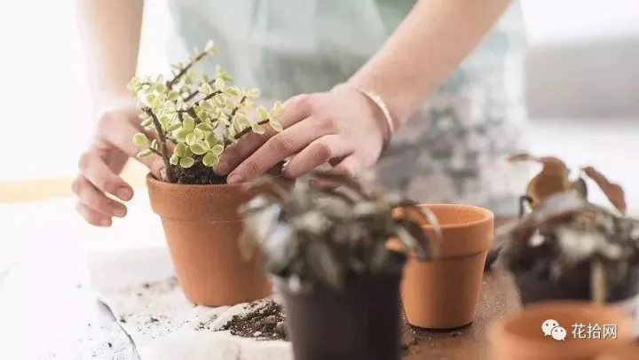 教你养花小技巧，干货 | 大神都在用的养花妙招，学会这几招，花卉蹭蹭的长！