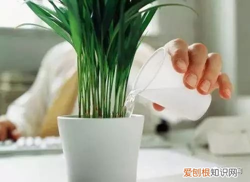 教你养花小技巧，干货 | 大神都在用的养花妙招，学会这几招，花卉蹭蹭的长！