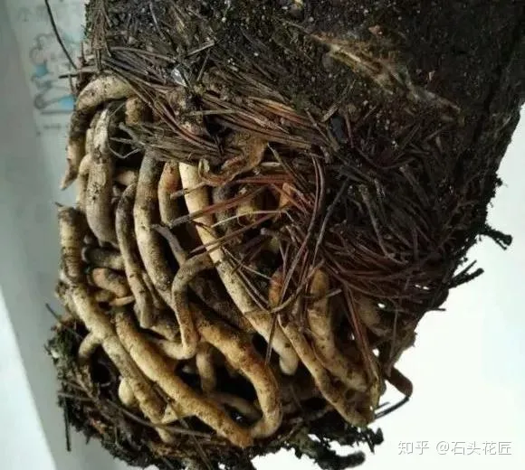 乡村养花匠，养花30年的老花匠，透漏5个“小秘方”，再也不怕养花出问题了