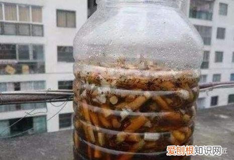 乡村养花匠，养花30年的老花匠，透漏5个“小秘方”，再也不怕养花出问题了