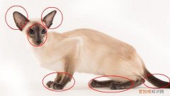 被猫抓没出血要打针吗超过24小时，被猫抓没出血要打针吗超过24小时了