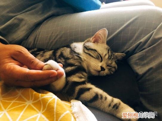 第一次养猫咪需要注意什么，第一次养猫需要准备什么以及了解哪些知识？