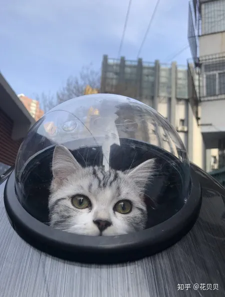 第一次养猫咪需要注意什么，第一次养猫需要准备什么以及了解哪些知识？