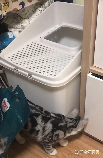 第一次养猫咪需要注意什么，第一次养猫需要准备什么以及了解哪些知识？
