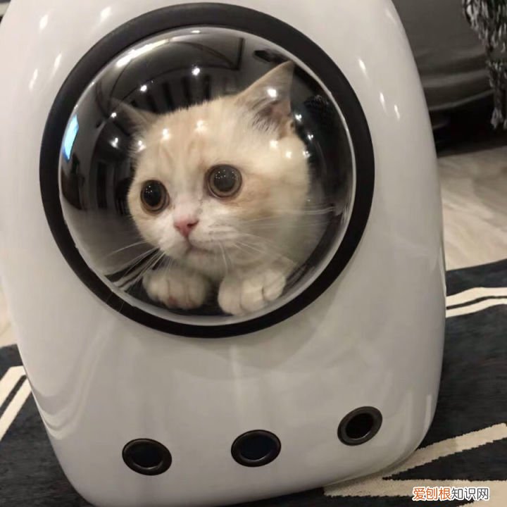 第一次养猫咪需要注意什么，第一次养猫需要准备什么以及了解哪些知识？