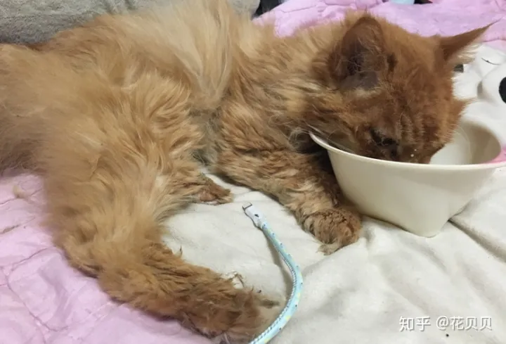 第一次养猫咪需要注意什么，第一次养猫需要准备什么以及了解哪些知识？