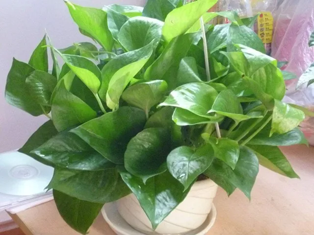 怎么养花盆植物，养花人都会的小妙招，在盆里丢点它，想要养不好都难！