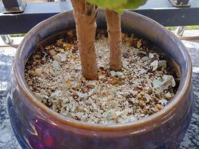 怎么养花盆植物，养花人都会的小妙招，在盆里丢点它，想要养不好都难！
