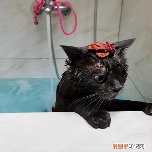全干货 养宠避坑，养宠避坑指南丨新手必备