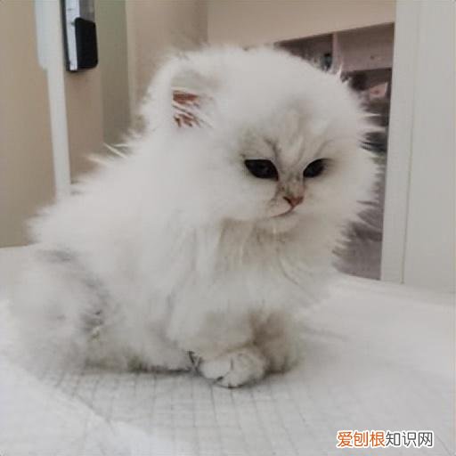 全干货 养宠避坑，养宠避坑指南丨新手必备