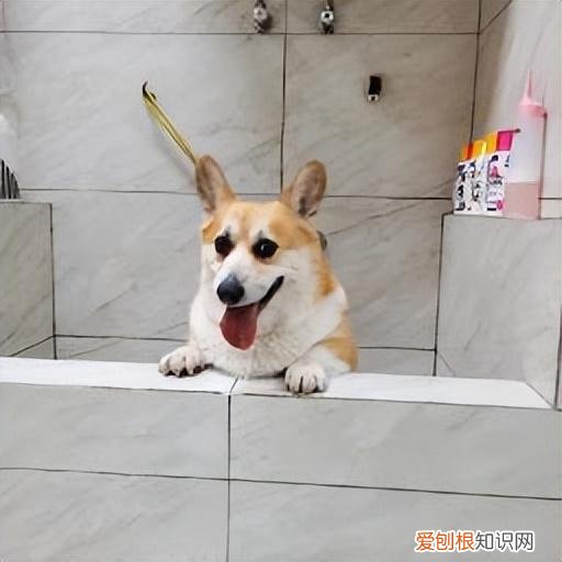 全干货 养宠避坑，养宠避坑指南丨新手必备