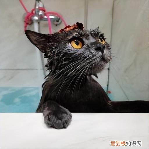 全干货 养宠避坑，养宠避坑指南丨新手必备