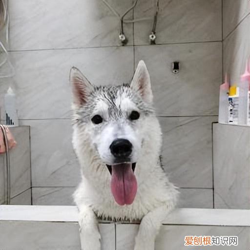 全干货 养宠避坑，养宠避坑指南丨新手必备