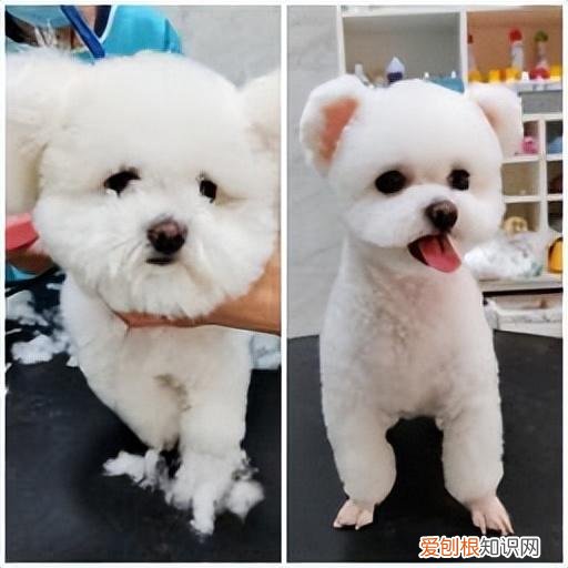 全干货 养宠避坑，养宠避坑指南丨新手必备