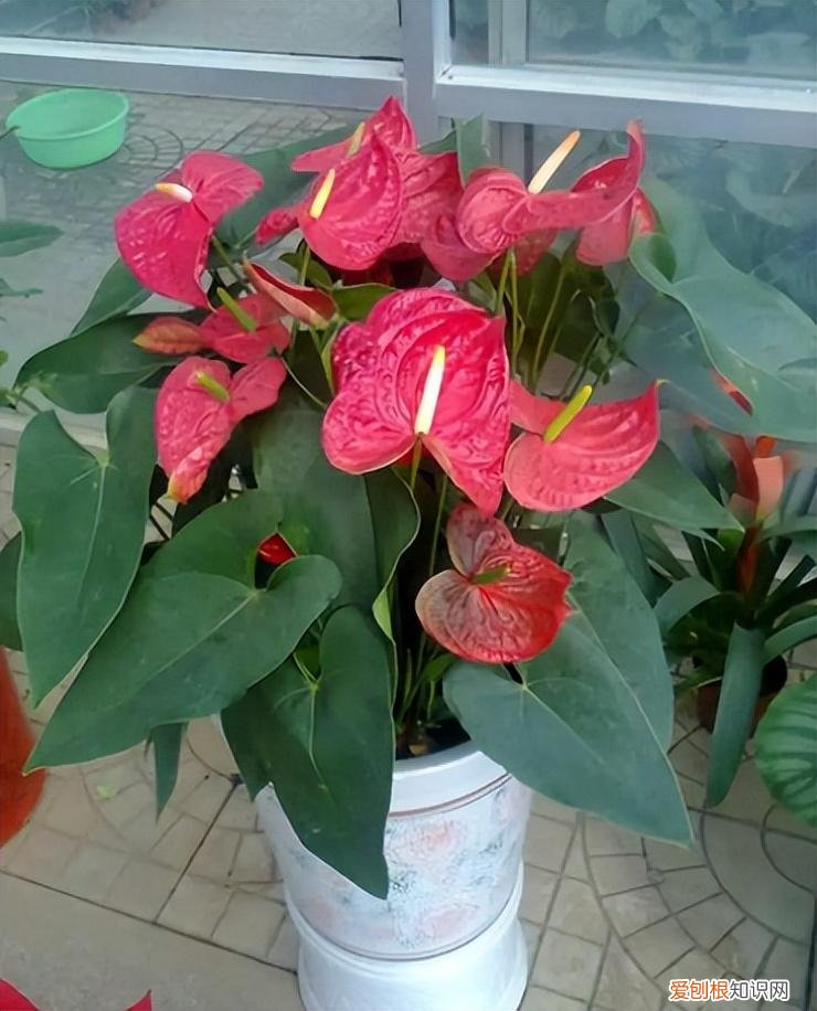四季开花好养活又好看的花 盆栽，7种花很“勤奋”，好好伺候它，四季开不败，漂亮又好养