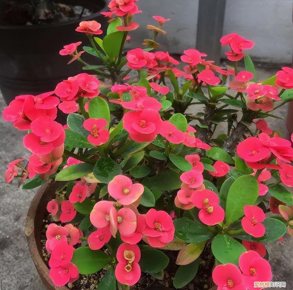 四季开花好养活又好看的花 盆栽，7种花很“勤奋”，好好伺候它，四季开不败，漂亮又好养