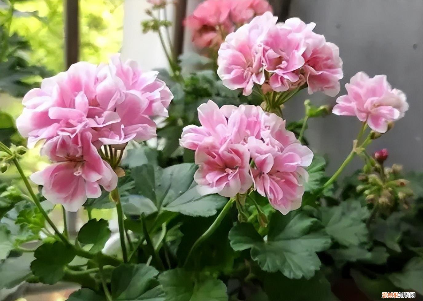 四季开花好养活又好看的花 盆栽，7种花很“勤奋”，好好伺候它，四季开不败，漂亮又好养