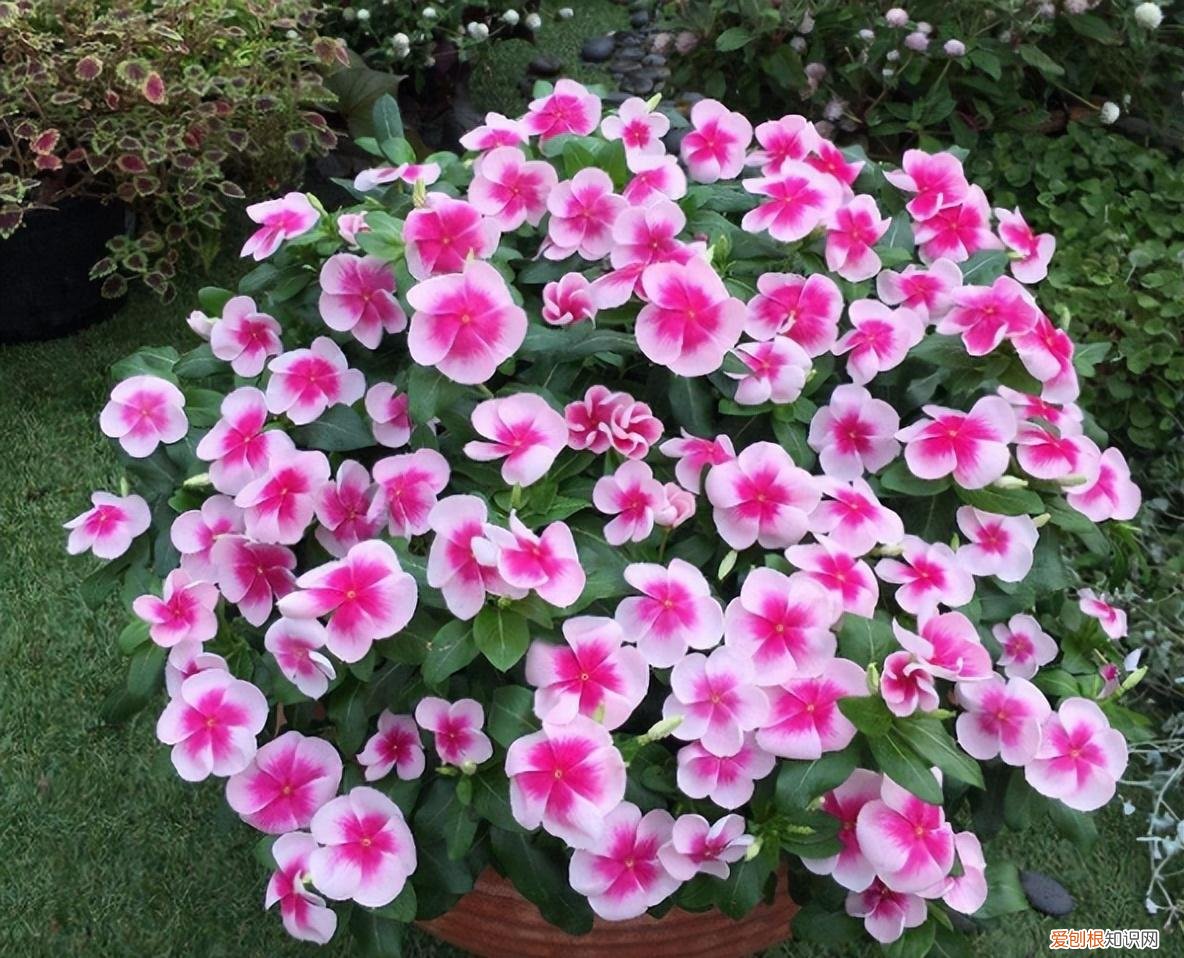 四季开花好养活又好看的花 盆栽，7种花很“勤奋”，好好伺候它，四季开不败，漂亮又好养