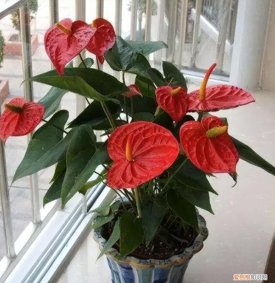 四季开花好养活又好看的花 盆栽，7种花很“勤奋”，好好伺候它，四季开不败，漂亮又好养
