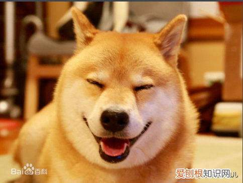 如何养小狗的知识，新手养狗基本知识100问
