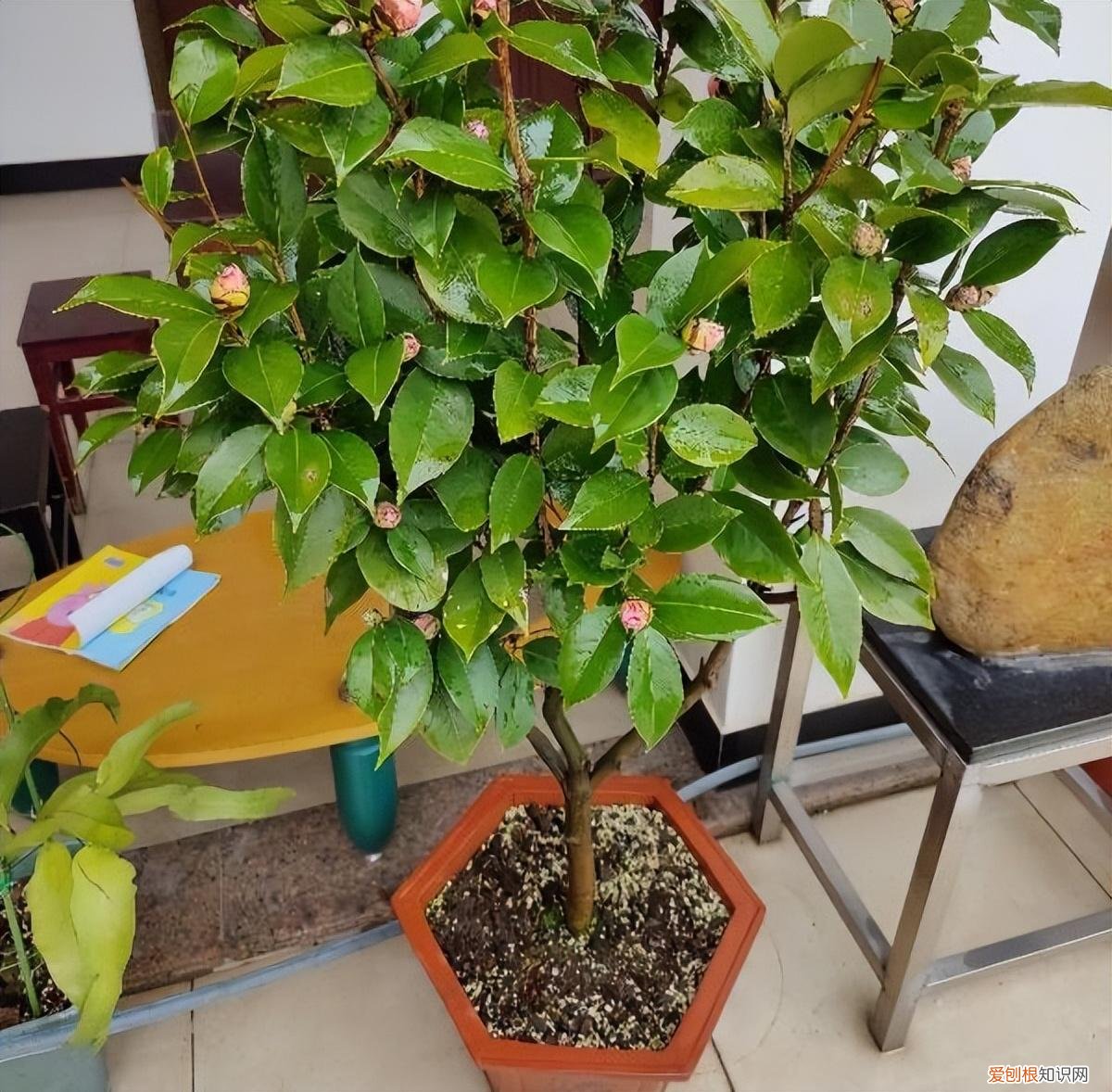 养什么花最简单，家里有“3物”，拿来养花太好了，根系壮开花多，省钱又好用
