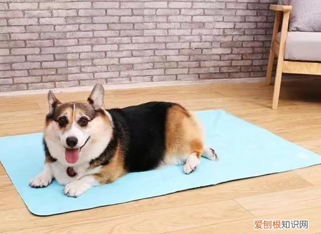 狗狗突然体温下降是什么原因 狗狗出现这5种迹象,再不降温就晚了!