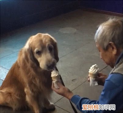 狗狗突然体温下降是什么原因 狗狗出现这5种迹象,再不降温就晚了!