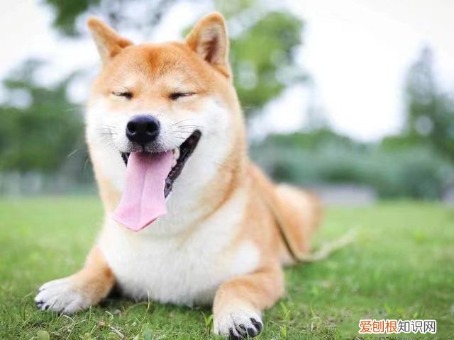 狗狗突然体温下降是什么原因 狗狗出现这5种迹象,再不降温就晚了!