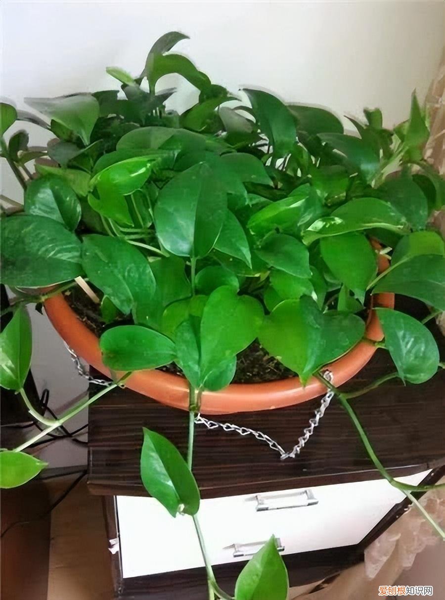 水养的花怎么施肥，养花别买肥，浇“4种水”，盆土肥、花草长势快，花色鲜艳不停开