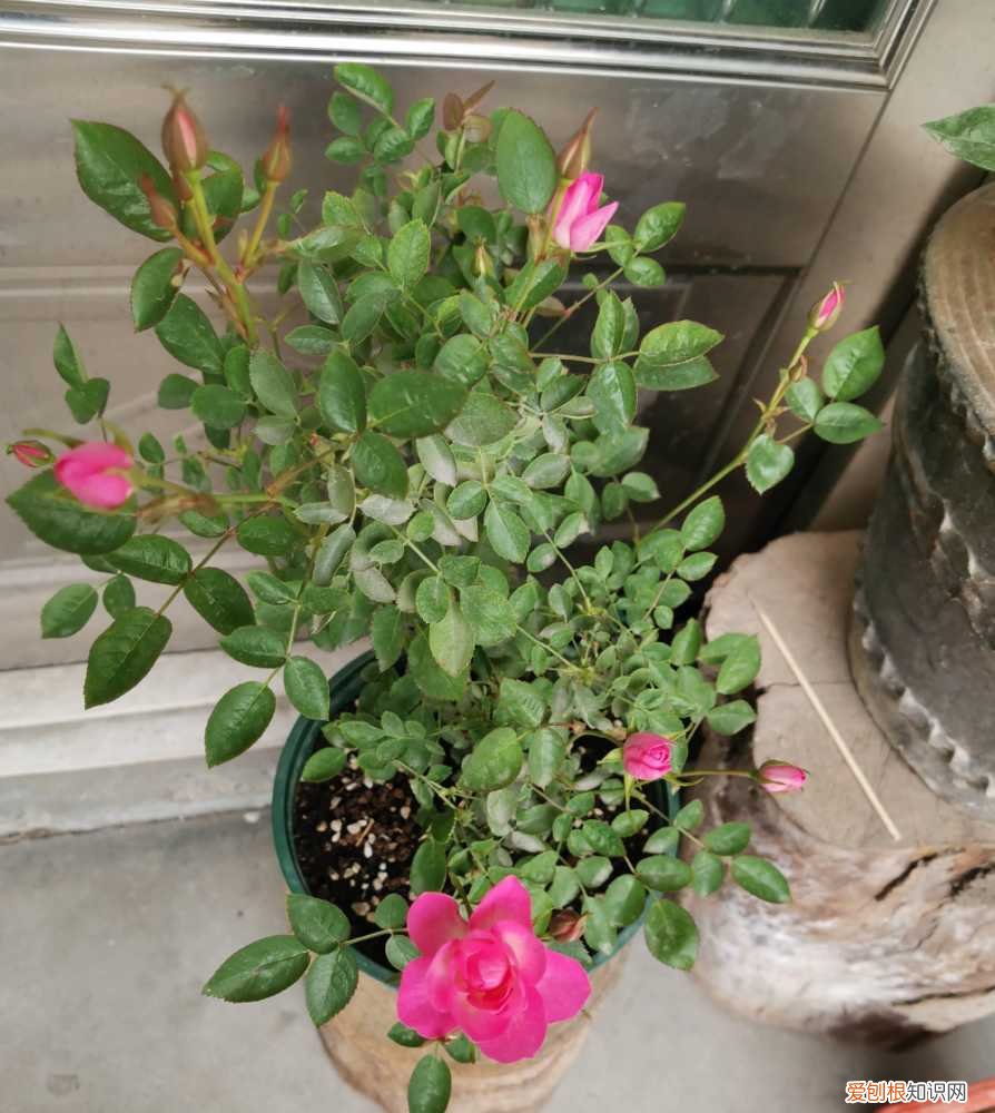 水养的花怎么施肥，养花别买肥，浇“4种水”，盆土肥、花草长势快，花色鲜艳不停开
