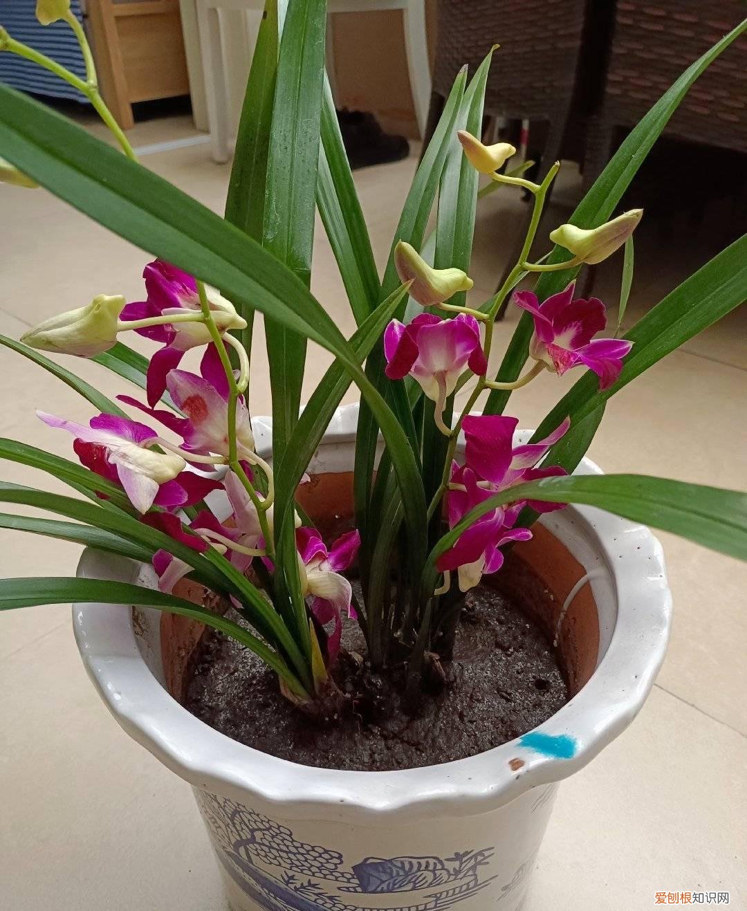 水养的花怎么施肥，养花别买肥，浇“4种水”，盆土肥、花草长势快，花色鲜艳不停开