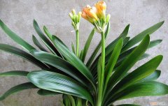 水养的花怎么施肥，养花别买肥，浇“4种水”，盆土肥、花草长势快，花色鲜艳不停开