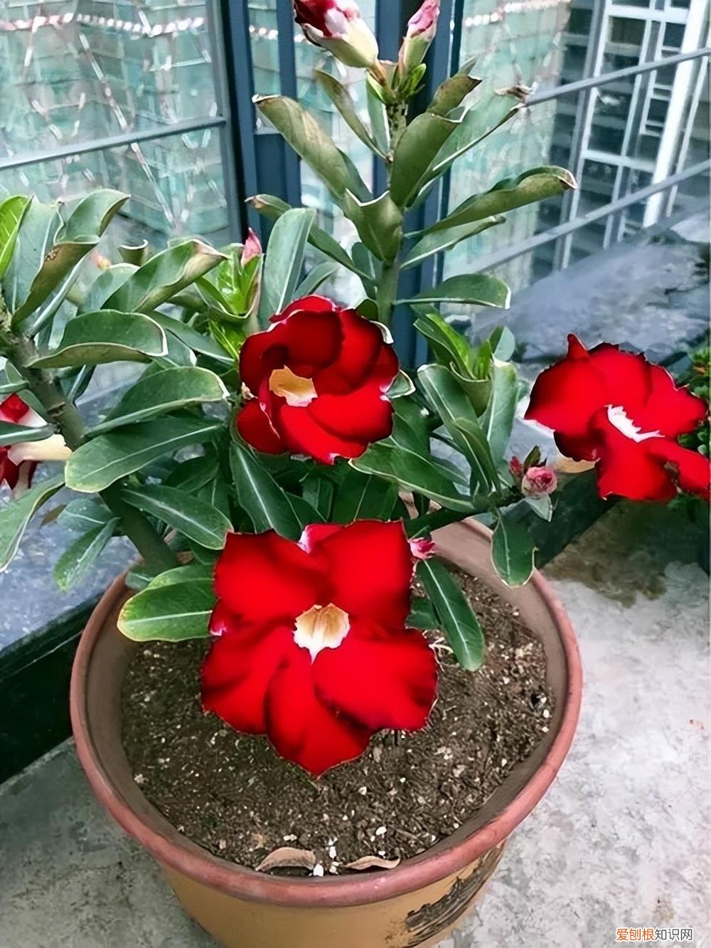 浇水过勤,花土总是含有大量的水分，4种“懒人花”，少浇水，粗放管理，才能常开花，花艳丽，真漂亮