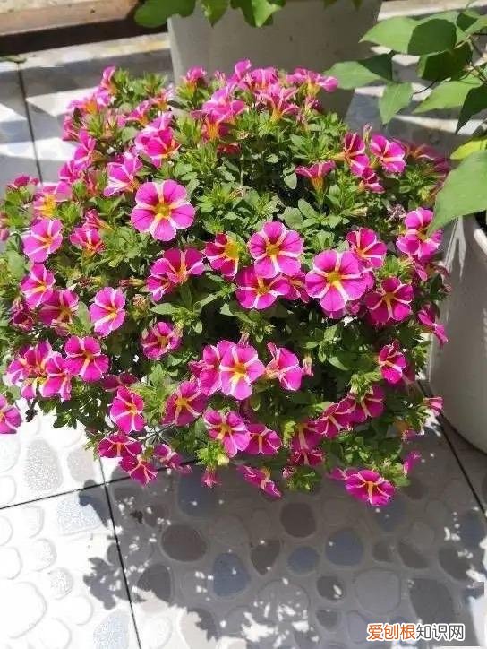 浇水就能开的花，6种“水”，拿来浇花，花草长势更旺，叶子更油绿，开花更鲜艳