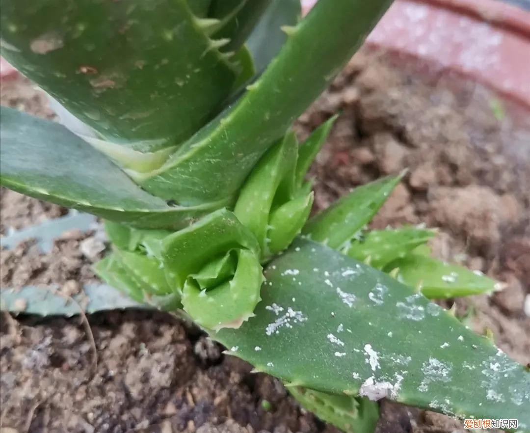 浇水就能开的花，6种“水”，拿来浇花，花草长势更旺，叶子更油绿，开花更鲜艳