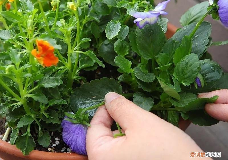 浇水就能开的花，6种“水”，拿来浇花，花草长势更旺，叶子更油绿，开花更鲜艳
