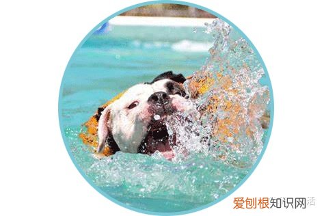 焦虑症养个宠物会好些吗，养宠日常最容易焦虑的11个问题