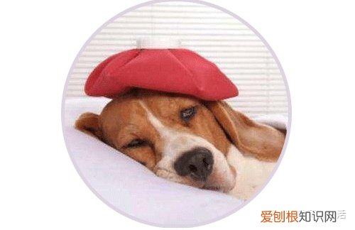 焦虑症养个宠物会好些吗，养宠日常最容易焦虑的11个问题