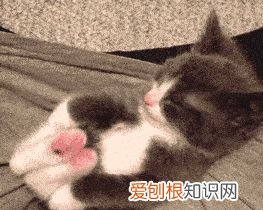 关于猫的一些知识，请问有什么关于猫的冷知识吗?