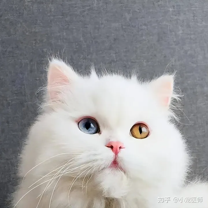 关于猫的一些知识，请问有什么关于猫的冷知识吗?