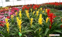 新手养花适合养什么，新手学养花，教你入门“小技巧”，适合所有人，任何花卉