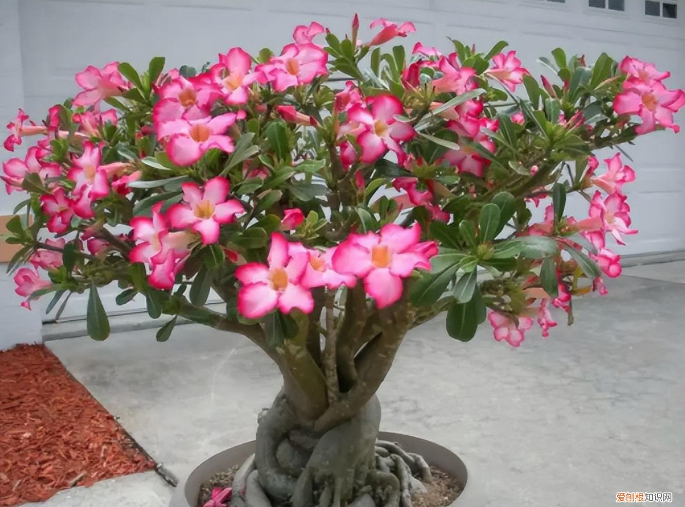 室内种植四季常开的花，家中种花一定要知道，6种四季开花植物，要长期开也需要“技巧”