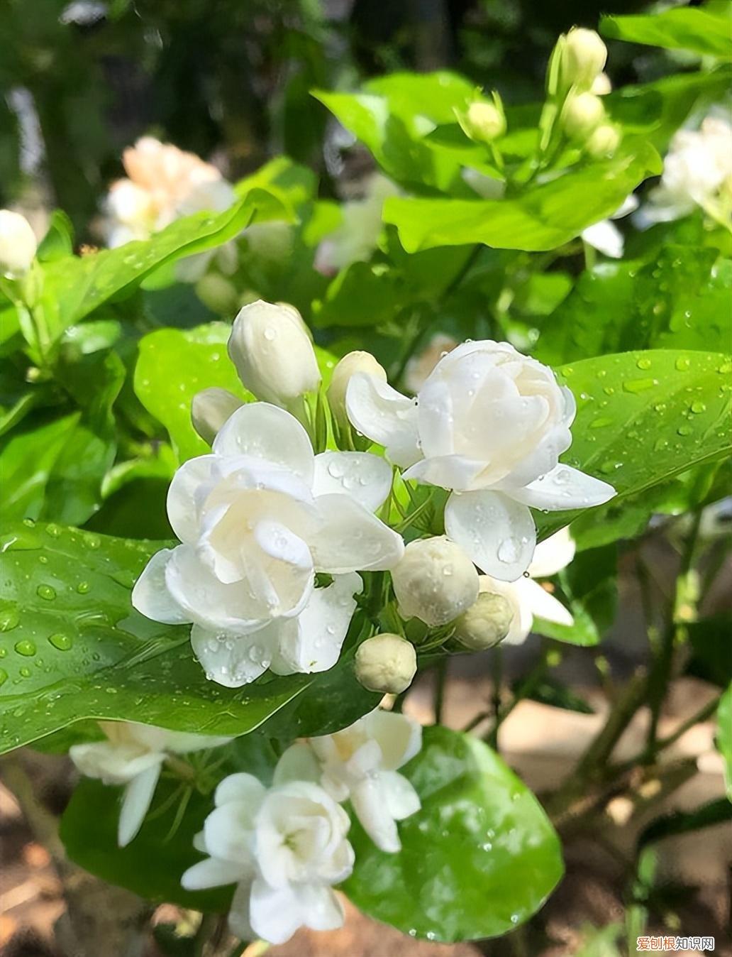 室内种植四季常开的花，家中种花一定要知道，6种四季开花植物，要长期开也需要“技巧”